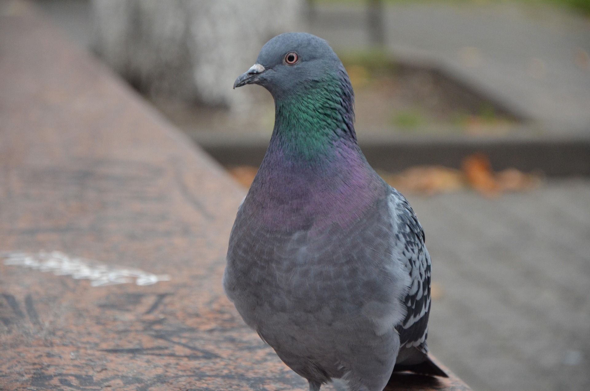 bird-6773356_1920